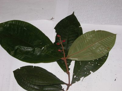 Miconia simplex, photographed by Eduardo Chacón Madrigal