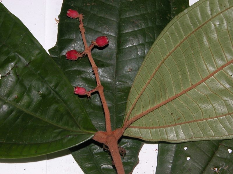 Miconia simplex, photographed by Eduardo Chacón Madrigal