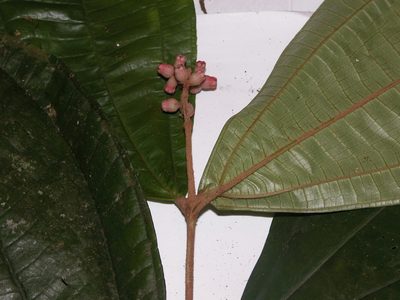 Miconia simplex, photographed by Eduardo Chacón Madrigal