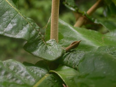 Miconia tomentosa, photographed by Eduardo Chacón Madrigal