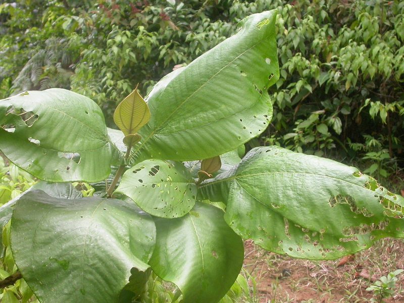 Miconia tomentosa, photographed by Eduardo Chacón Madrigal