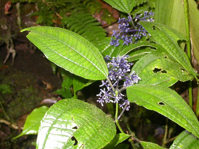 Miconia valeriana, photographed by Eduardo Chacón Madrigal