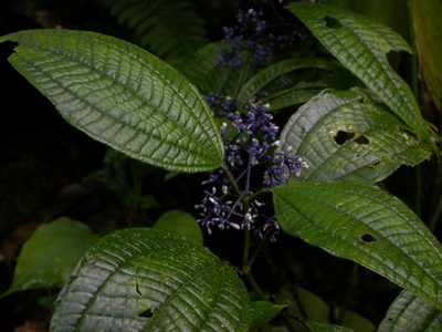 Miconia valeriana, photographed by Eduardo Chacón Madrigal