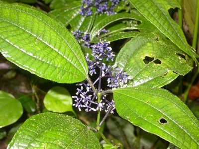 Miconia valeriana, photographed by Eduardo Chacón Madrigal