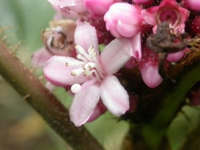 Miconia platyphylla, photographed by Eduardo Chacón Madrigal