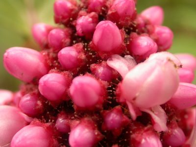 Miconia platyphylla, photographed by Eduardo Chacón Madrigal