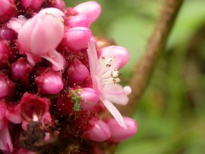 Miconia platyphylla, photographed by Eduardo Chacón Madrigal