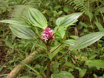 Miconia platyphylla, photographed by Eduardo Chacón Madrigal