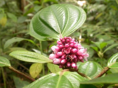 Miconia platyphylla, photographed by Eduardo Chacón Madrigal