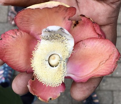 Couroupita guianensis, photographed by Juvia Heuchert