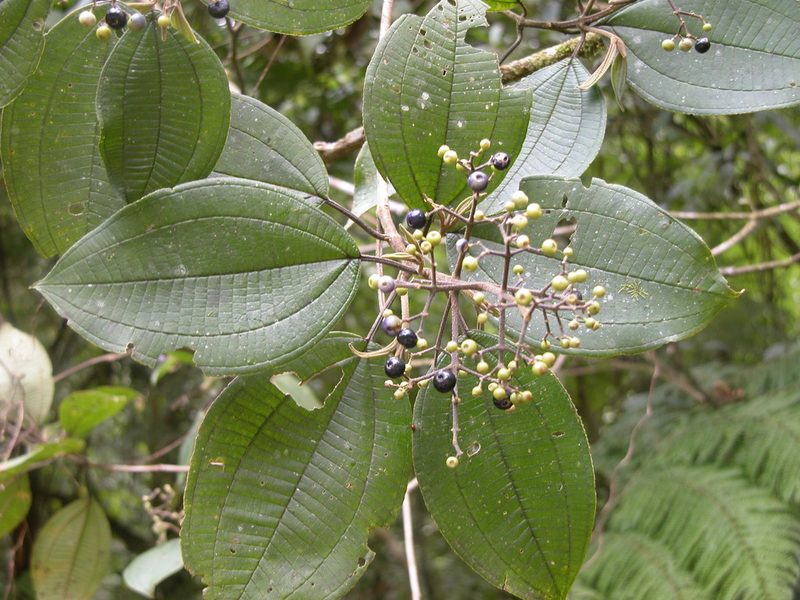 Miconia conomicrantha, photographed by Eduardo Chacón Madrigal