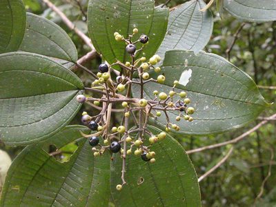 Miconia conomicrantha, photographed by Eduardo Chacón Madrigal