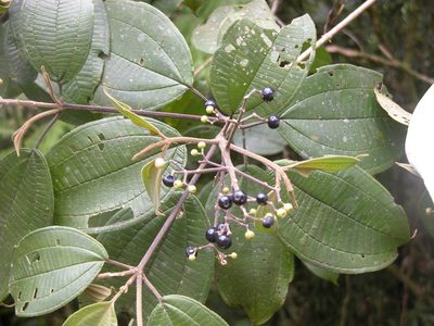 Miconia conomicrantha, photographed by Eduardo Chacón Madrigal