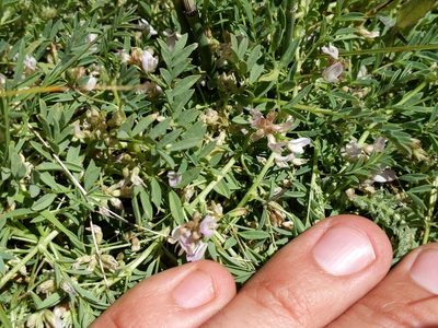 Astragalus lemmonii, photographed by Ken-ichi Ueda