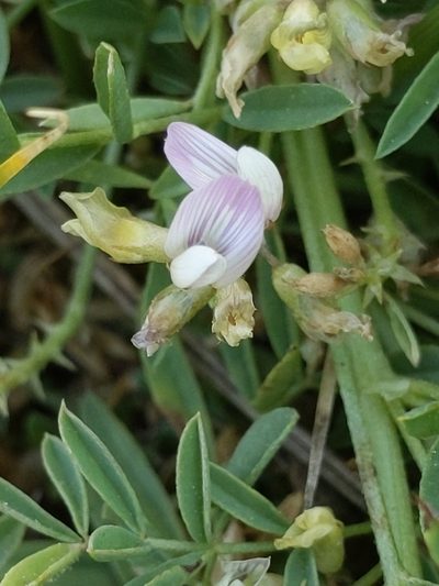 Astragalus lemmonii, photographed by Ken-ichi Ueda