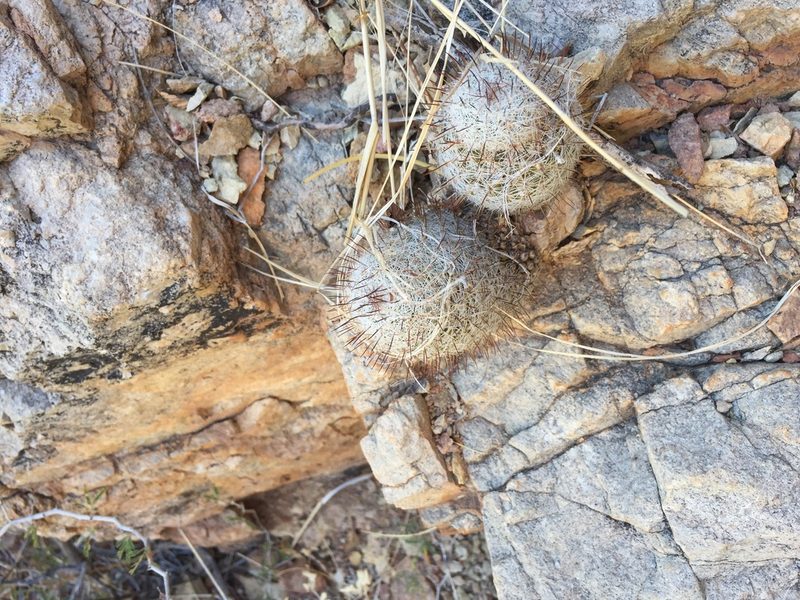 Cochemiea sheldonii, photographed by Enrique Martínez Núñez