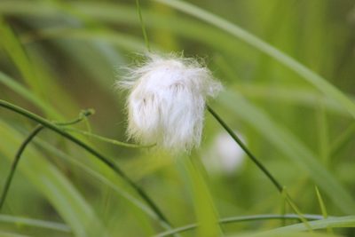 Eriophorum chamissonis, photographed by Tatiana Strus