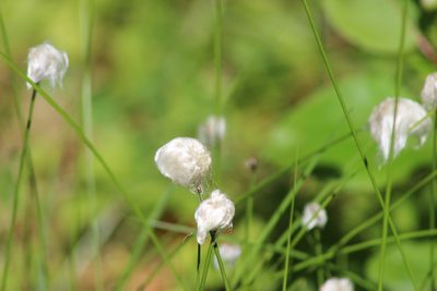 Eriophorum chamissonis, photographed by Tatiana Strus