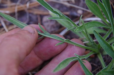 Valeriana edulis, photographed by Eric Knight