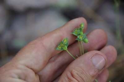 Euphorbia brachycera, photographed by Eric Knight