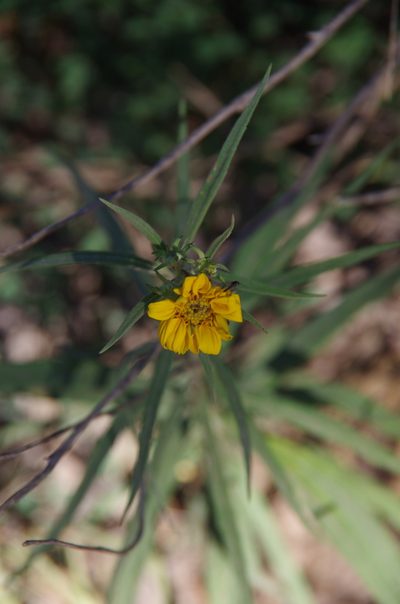 Verbesina longifolia, photographed by Eric Knight