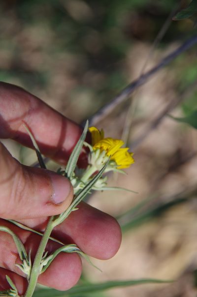 Verbesina longifolia, photographed by Eric Knight