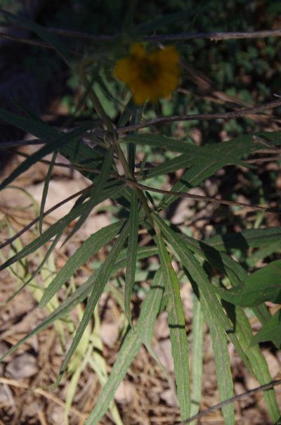 Verbesina longifolia, photographed by Eric Knight