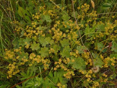 Alchemilla hirsuticaulis, photographed by Eugene Popov