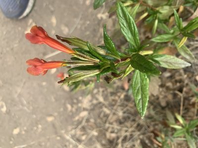 Diplacus parviflorus