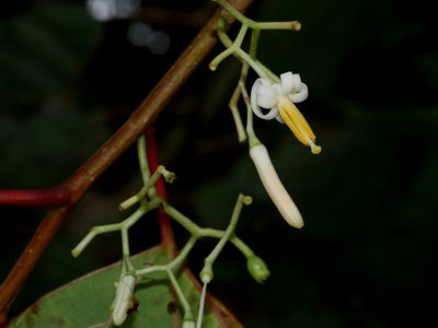 Alangium chinense, photographed by Jacy Chen