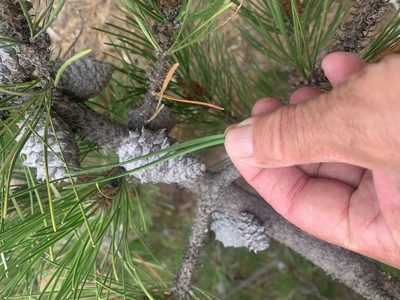 Pinus muricata, photographed by Jim Riley