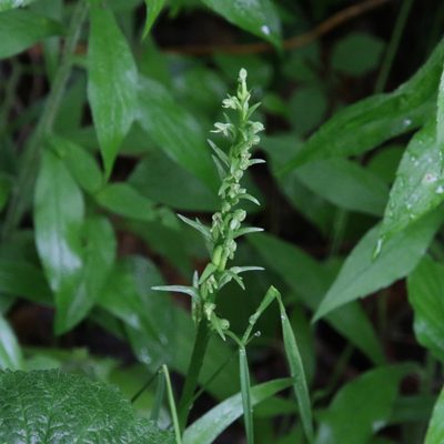 Platanthera huronensis, photographed by er-birds