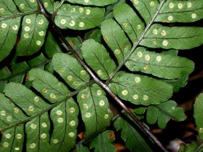 Dryopteris subtriangularis, photographed by Jacy Chen