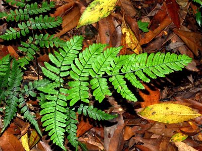 Dryopteris subtriangularis, photographed by Jacy Chen