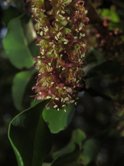 Ercilla spicata, photographed by Nicolás Lavandero