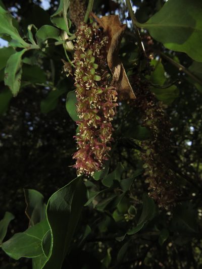 Ercilla spicata, photographed by Nicolás Lavandero