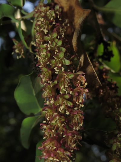 Ercilla spicata, photographed by Nicolás Lavandero