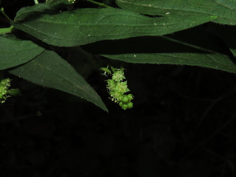 Chiropetalum tricuspidatum, photographed by Nicolás Lavandero