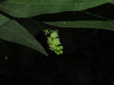 Chiropetalum tricuspidatum, photographed by Nicolás Lavandero