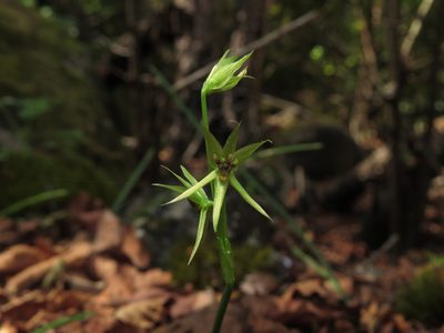 Miersia chilensis, photographed by Nicolás Lavandero