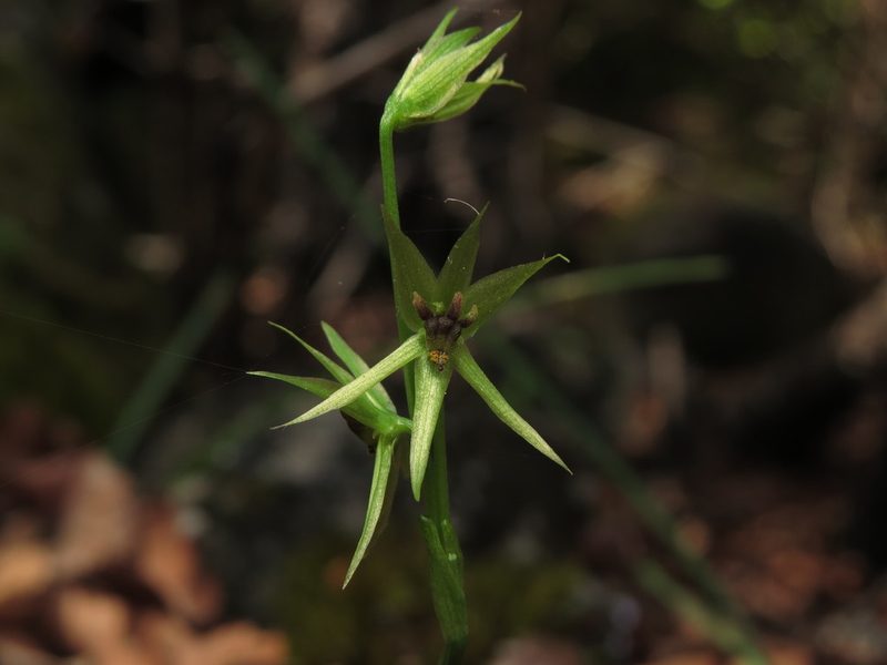 Miersia chilensis, photographed by Nicolás Lavandero