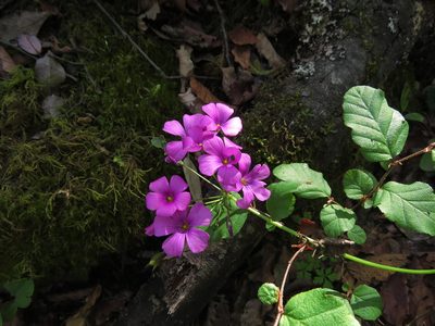Oxalis arenaria, photographed by Nicolás Lavandero