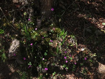 Oxalis arenaria, photographed by Nicolás Lavandero