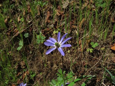 Anemone decapetala, photographed by Nicolás Lavandero