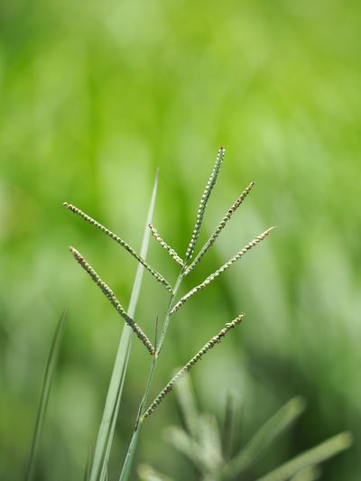 Paspalum orbiculare, photographed by 葉子