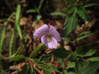 Viola portalesia, photographed by Nicolás Lavandero