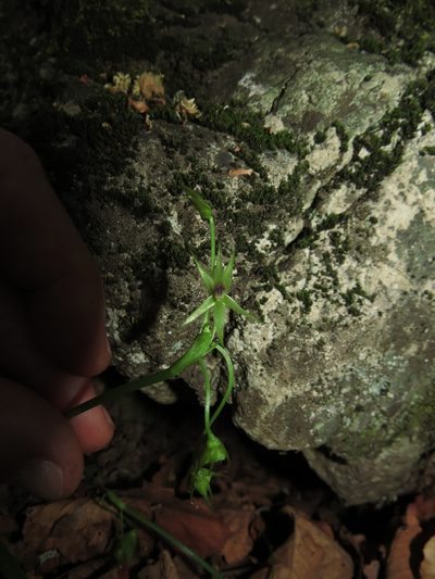 Miersia chilensis, photographed by Nicolás Lavandero