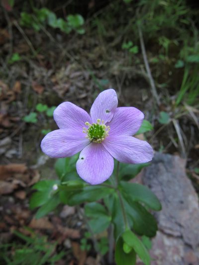 Knowltonia hootae, photographed by Nicolás Lavandero