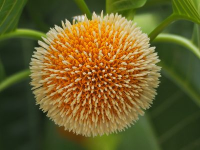 Neolamarckia cadamba, photographed by 葉子