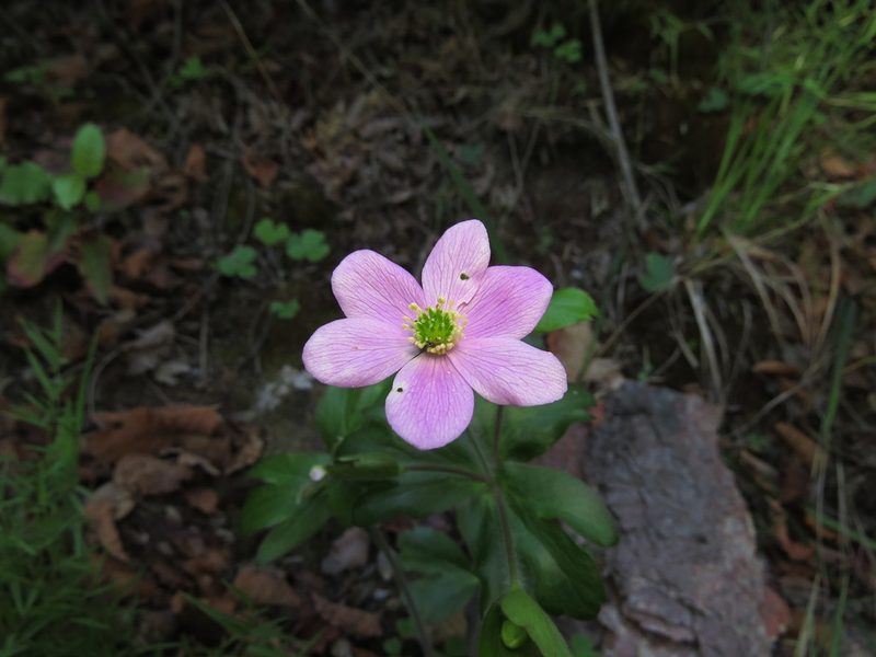 Knowltonia hootae, photographed by Nicolás Lavandero